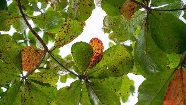 leaves and branches